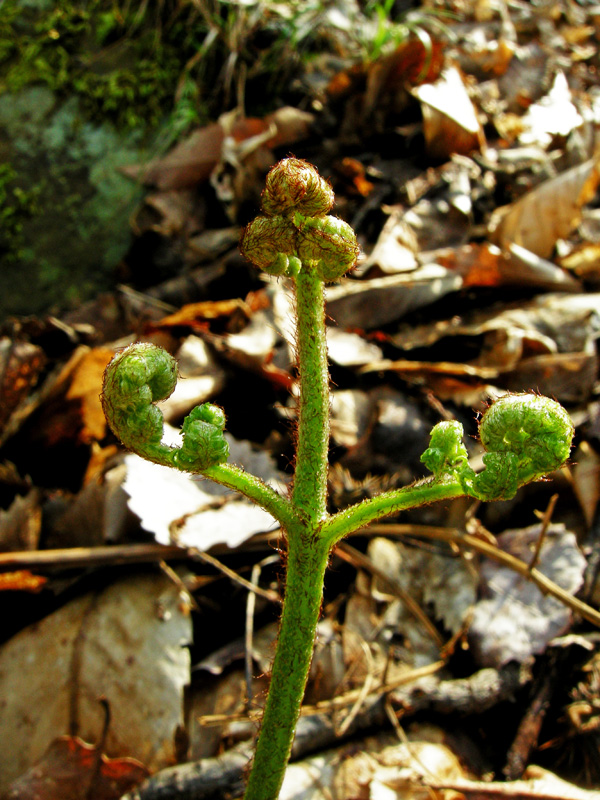 Pteridium aquilinum / Felce aquilina